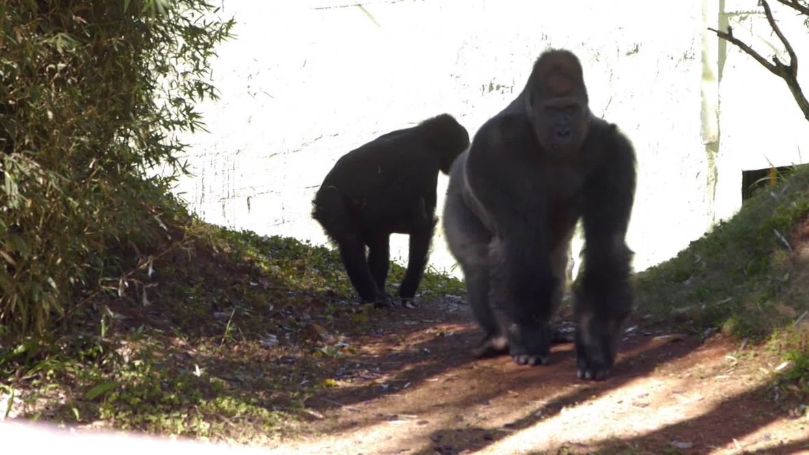 Brazil: This baby gorilla is the first to be born in captivity in South America