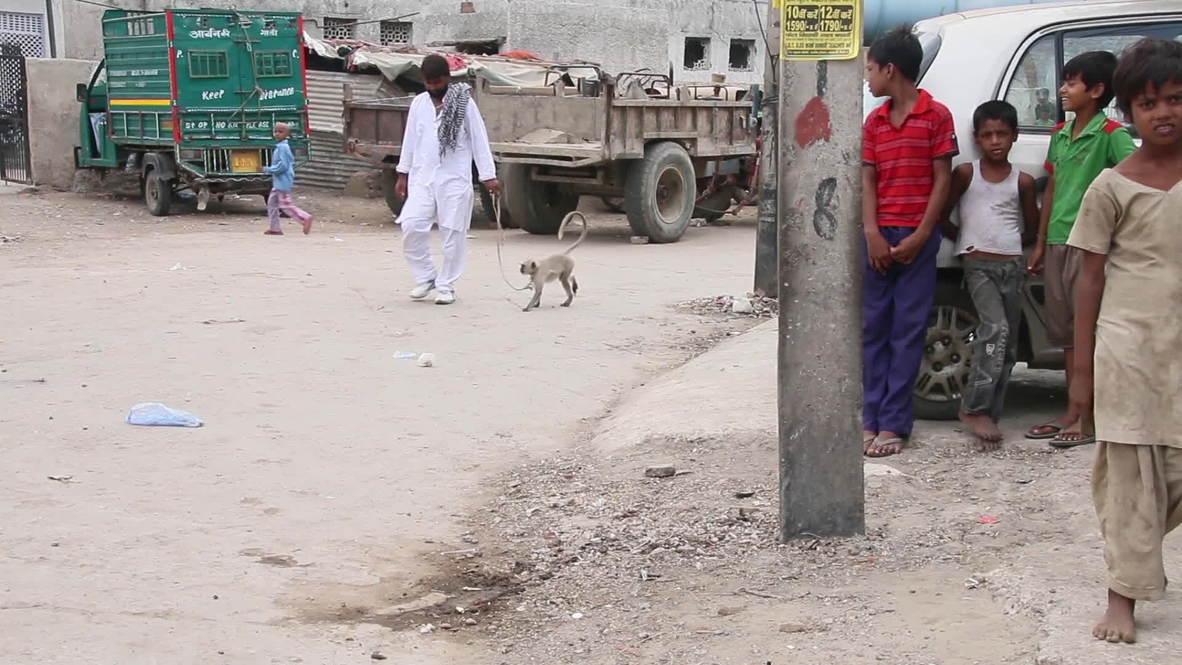 India: Meet the monkey catchers of Delhi
