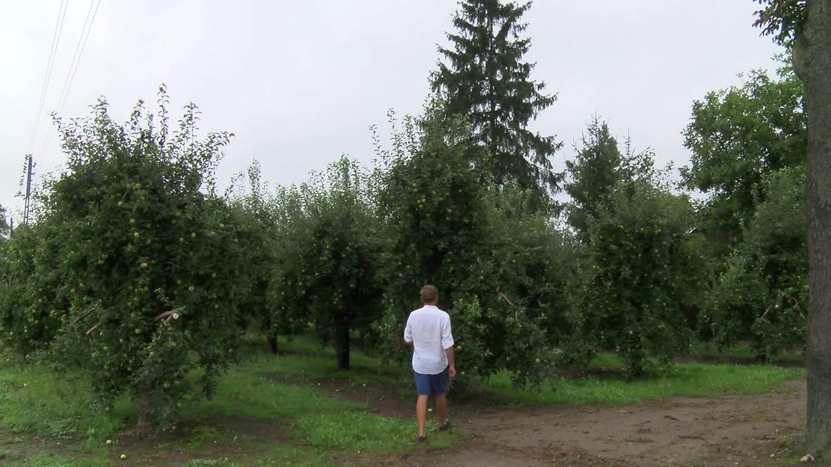 Poland: Apple farmers worry over Russian food embargo