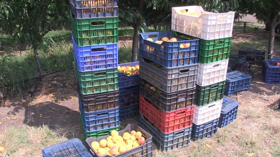 Bulgaria: Russia sanctions hit peach exports hard