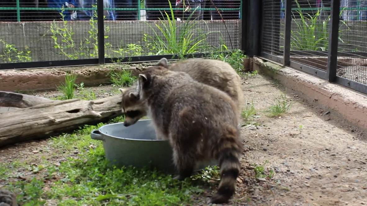 Russia: Watch two adorable racoons washing clothes