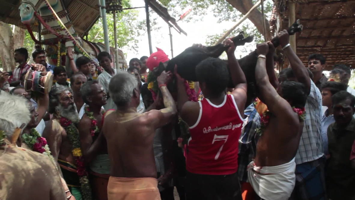 India: Watch priest drink blood from goat's neck to honour Hindu god *GRAPHIC*
