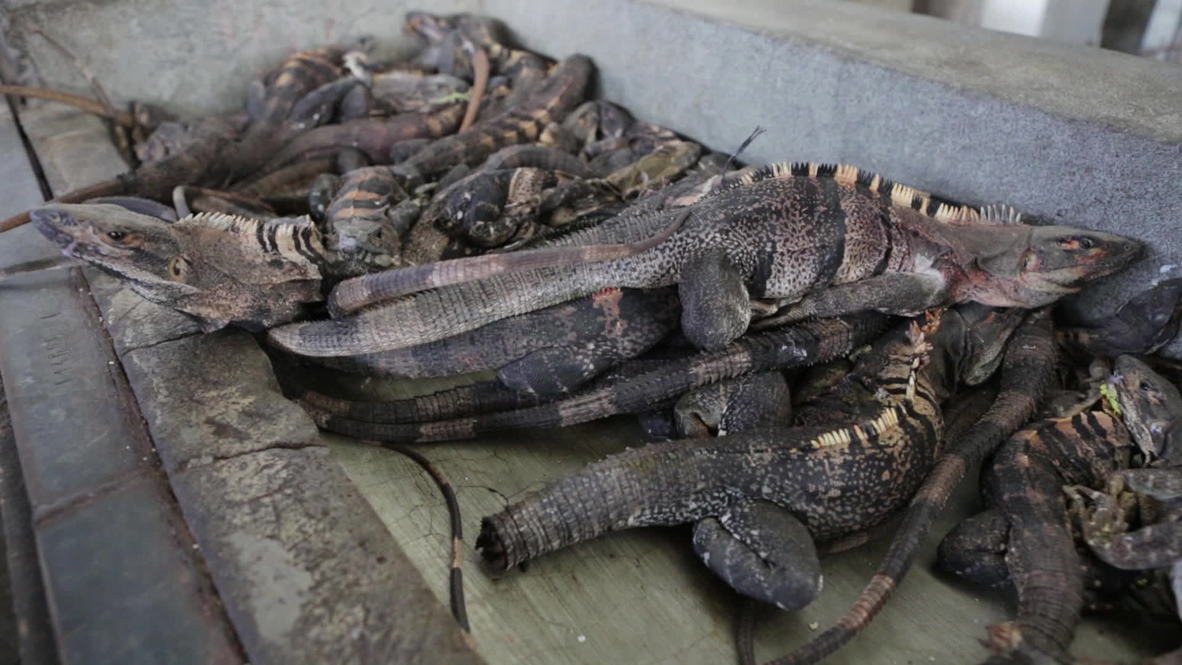 Nicaragua: Iguana soup - drought-stricken Managua's dish of the day *GRAPHIC*