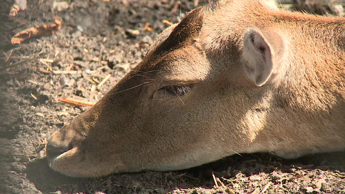Germany: Berlin's cutest Bambi could die from loneliness