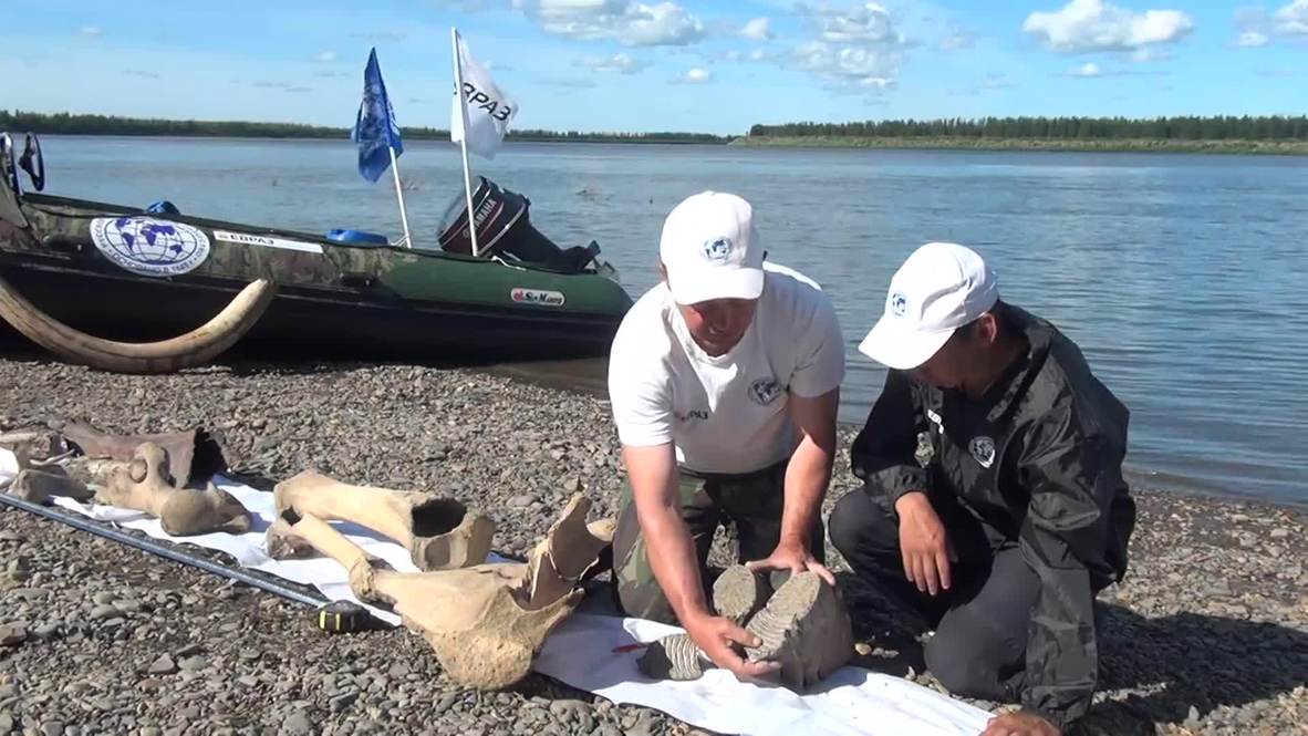 Russia: Watch as 700kg of MAMMOTH fossils are unearthed