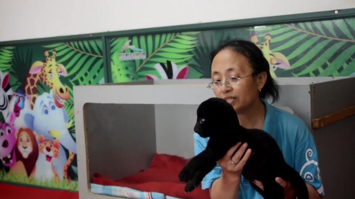 China: Meet the adorable black tiger cub whose mum is a dog!