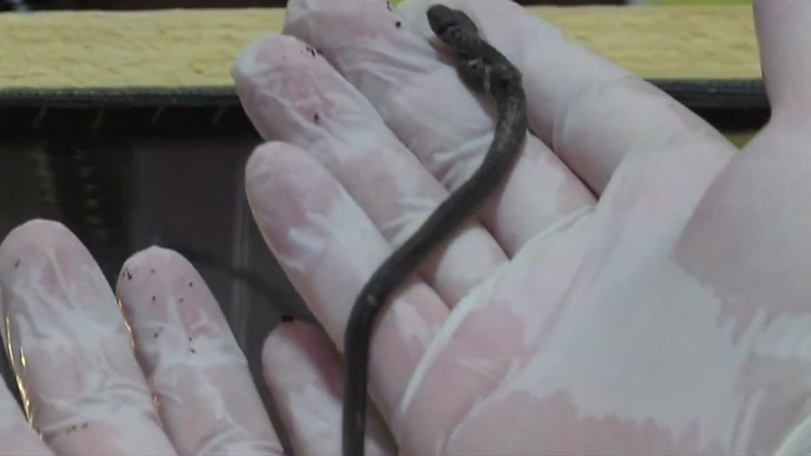 Turkey: Double trouble! Two-headed snake uncovered in Antalya