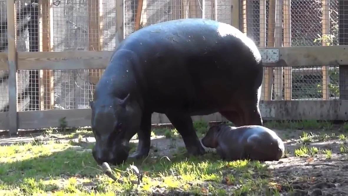 Sweden: Cute baby hippo looks like Michelin man