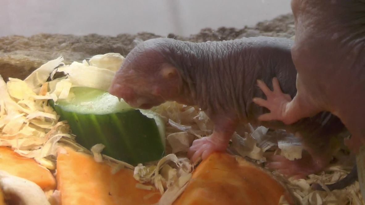 Germany- Meet the RAT that is going to cure cancer