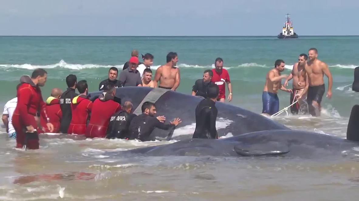 Italy: Watch these washed-up whales get saved by surfers