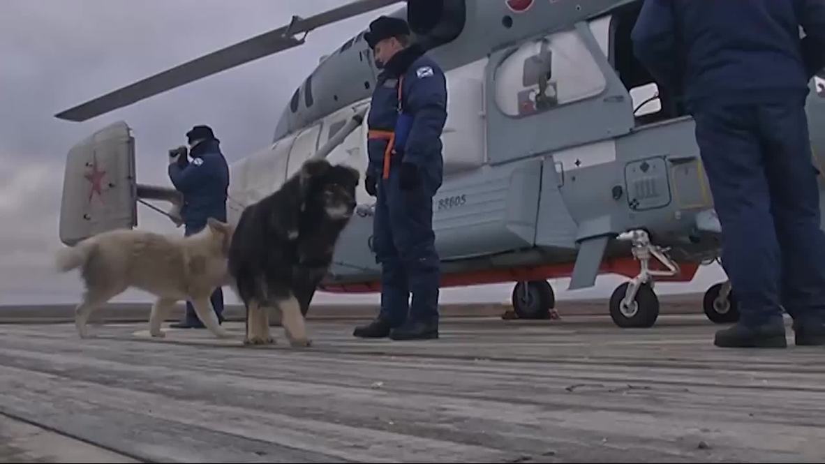 Russia: Troops and their pups! Arctic military base restoration underway