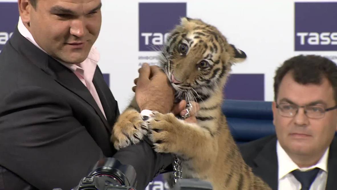 Russia: Super cute Siberian tiger become new star of kids' show