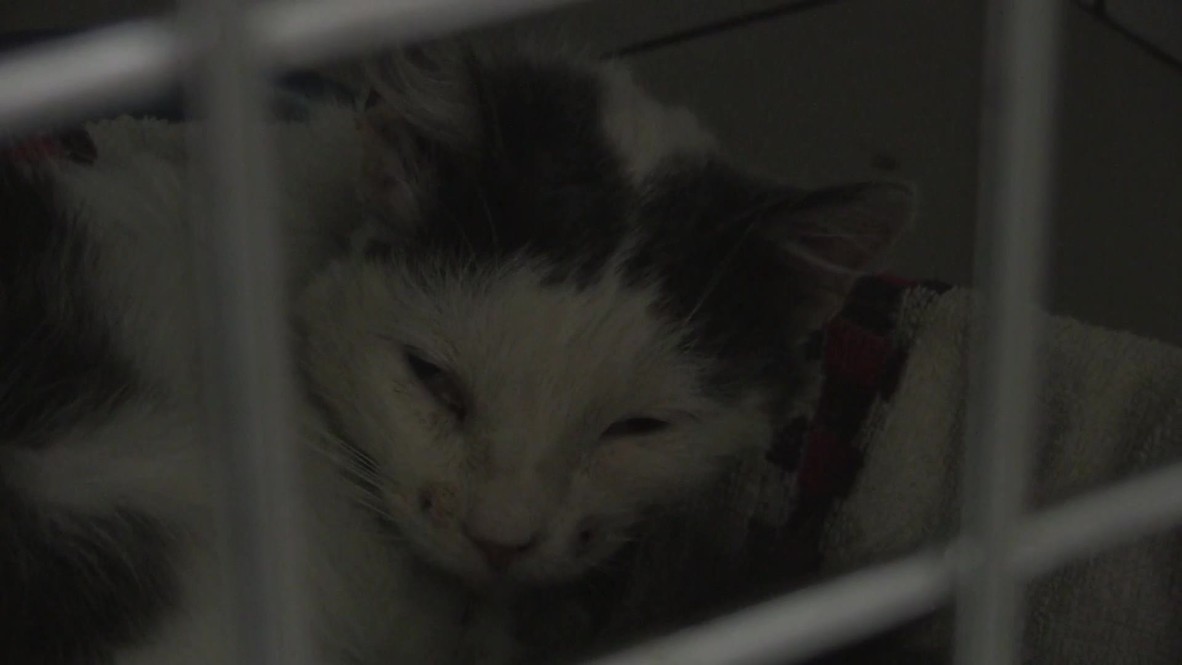 Russia: This poor kitty survived a BULLET to the head