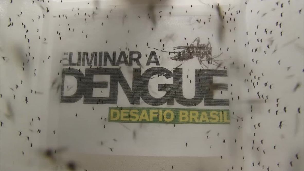 Brazil: Thousands of dengue-rid mosquitos released into the air in Brazil
