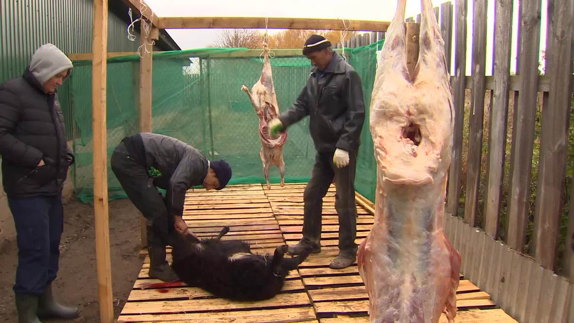 Russia: Watch as Muslims slaughter sheep for Eid in Moscow