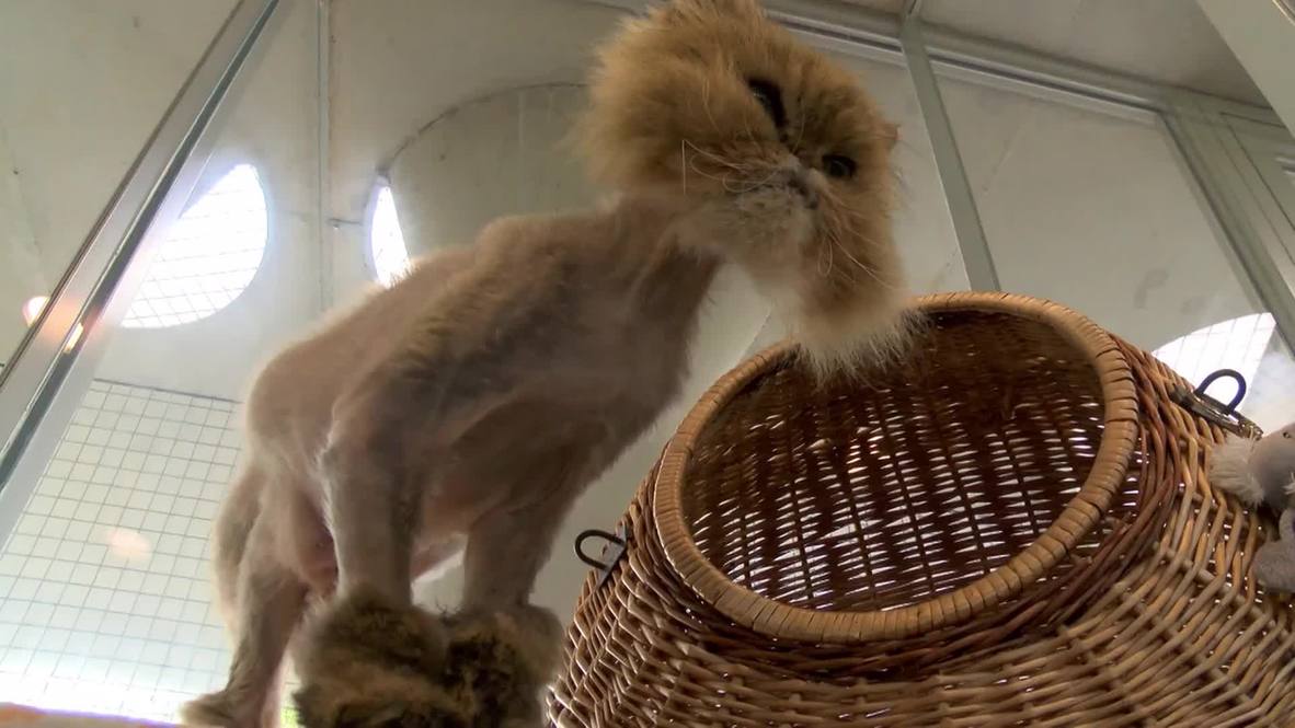 Germany: This shaved and 'booted' kitty needs a new home