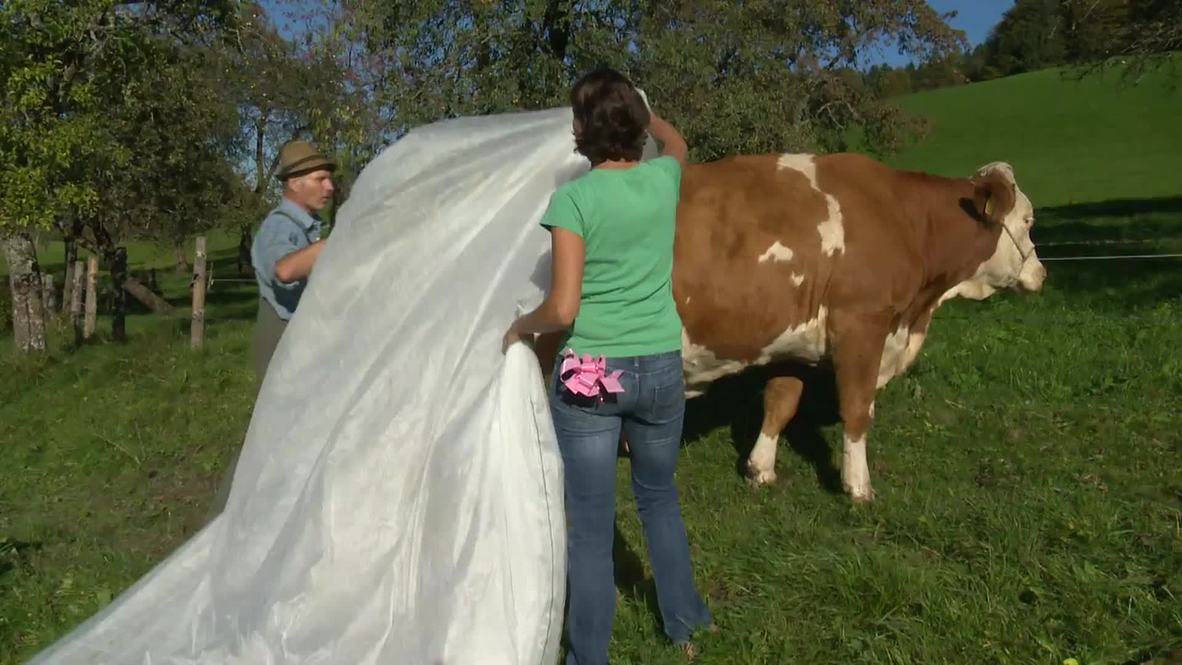 Germany: See this farmer diaper his COW in protest of new EU rules