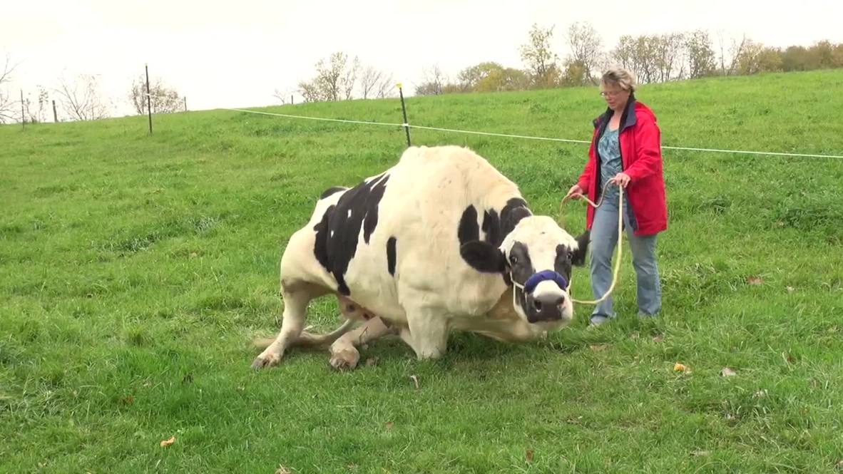 USA: This colossal cow is the tallest in the world