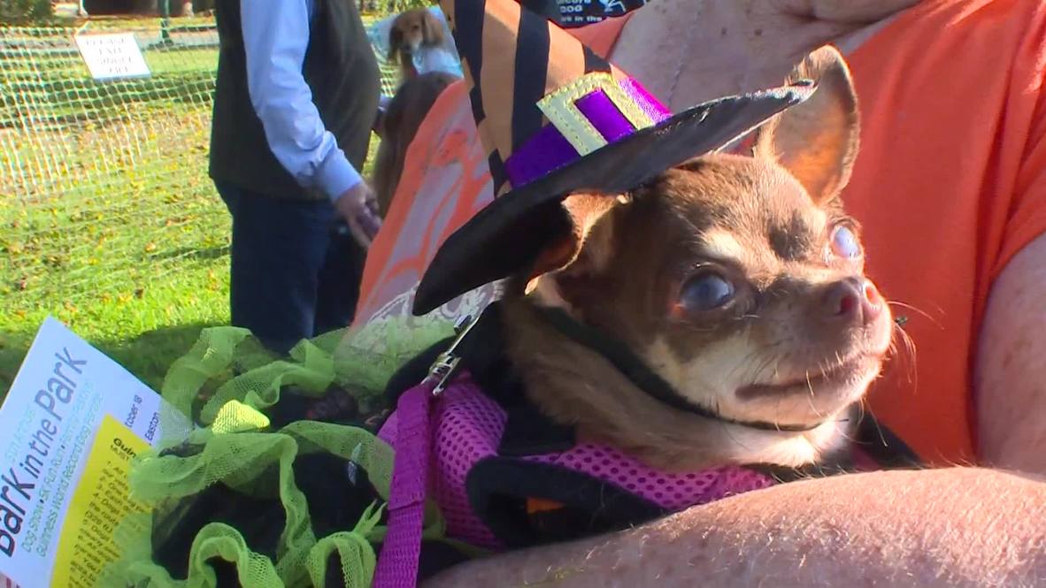 USA: Doggie style! Watch fashionista dogs don garb