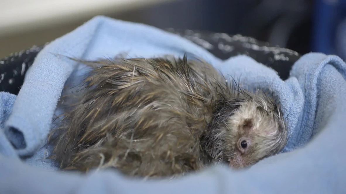 USA: World's cutest chick? This baby Kiwi will melt your heart
