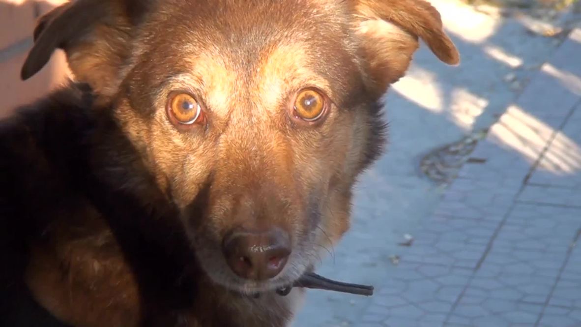 Russia: These MEGA CUTE sheltered animals will melt your heart