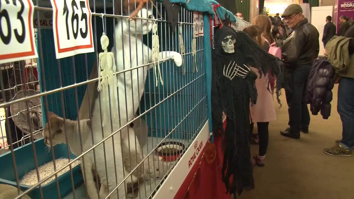 Romania: These Halloween felines are just PAWsome!