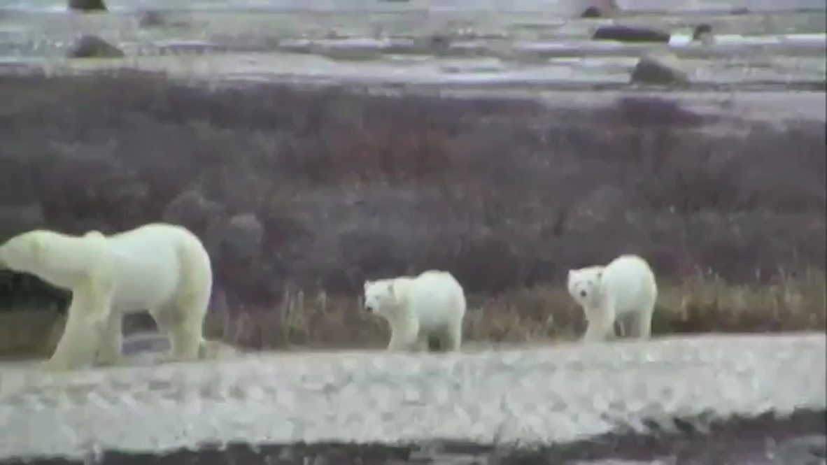 Canada: These are the polar bears that CANCELLED Halloween