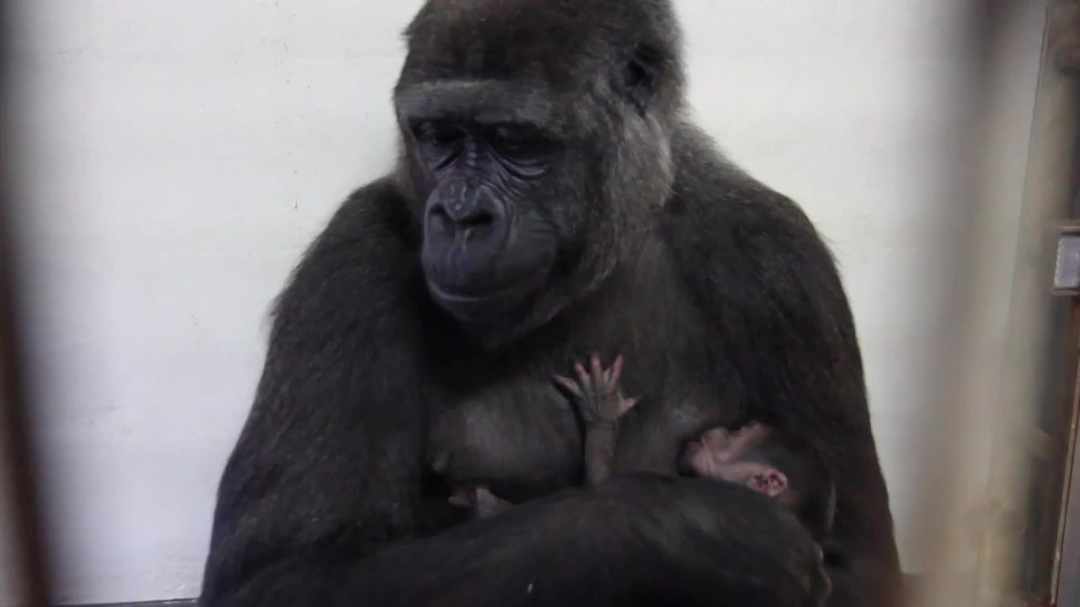Australia: Watch mother gorilla breastfeed TINY baby