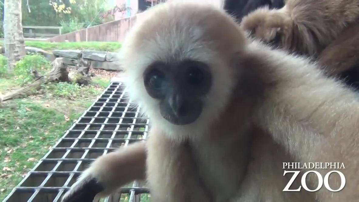 USA: Do apes get any more adorable than this baby gibbon?