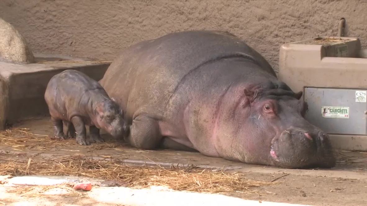 USA: Endangered hippo born after unexpected pregnancy at LA Zoo