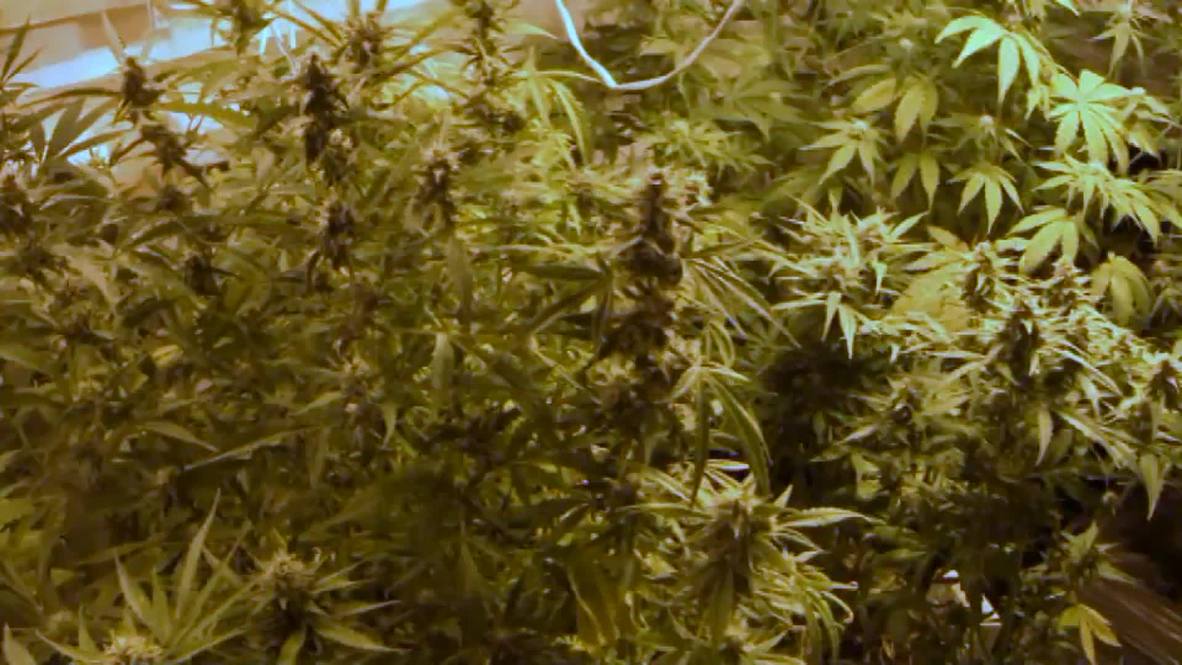 Russia: Russian drug police nip marijuana farm in the bud