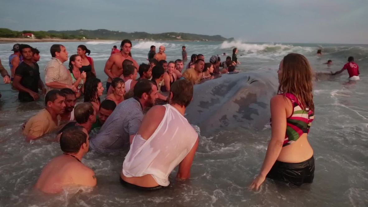 Nicaragua: Watch 60-foot blue whale get buried on Popoyo beach