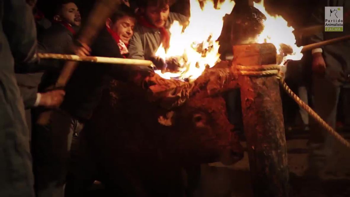 Spain: Bull on fire - tradition or barbaric? Animal rights activists want ban