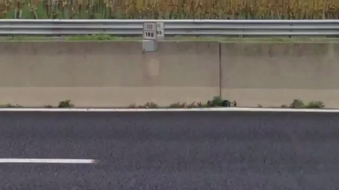 Italy: 8 lives left! Kitten saved after man braves busy highway traffic