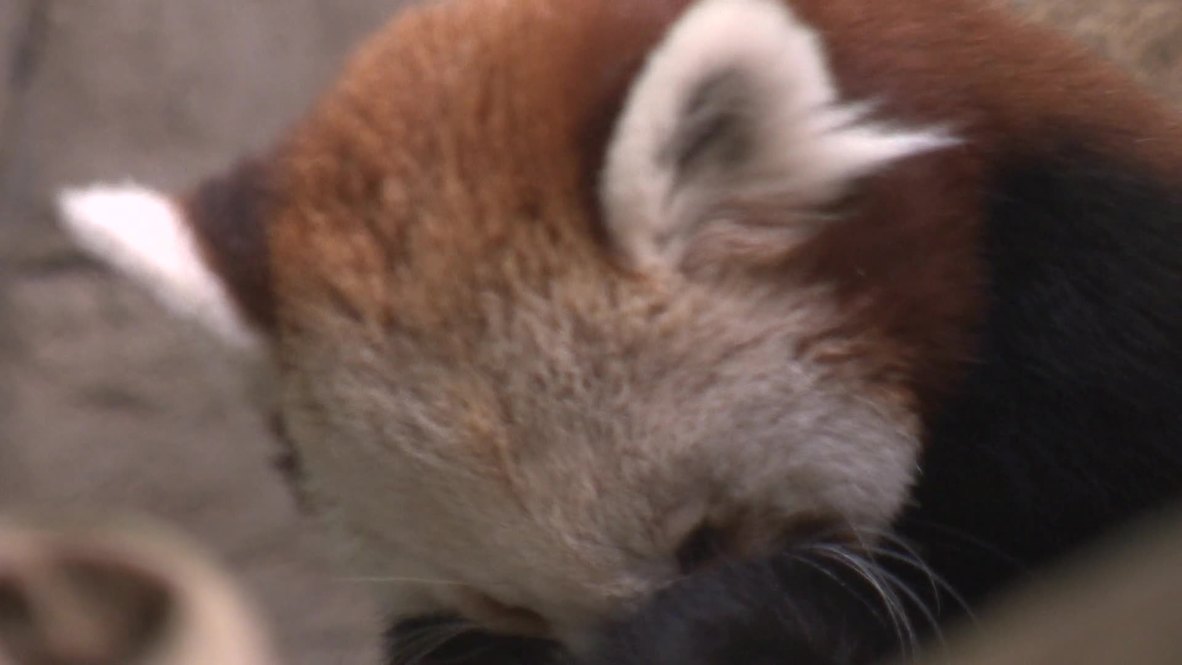 Russia: This red panda is Moscow Zoo's newest and cutest star