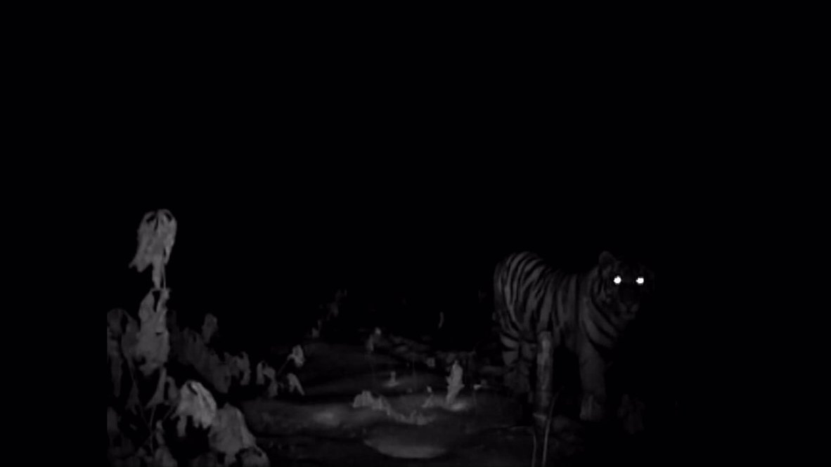 Russia: See Putin's tigress thriving in the wild