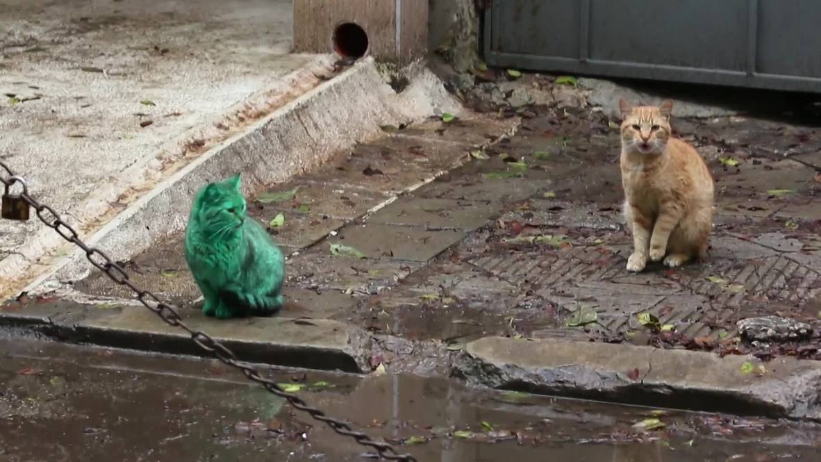 Bulgaria: Mysterious GREEN CAT baffles Varna residents
