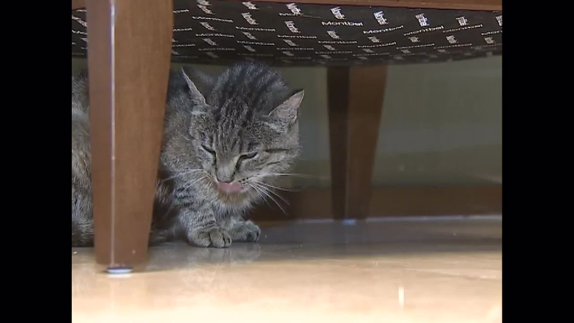 Russia: Meet Matroskin - the cat who munched $1,000 of FISH