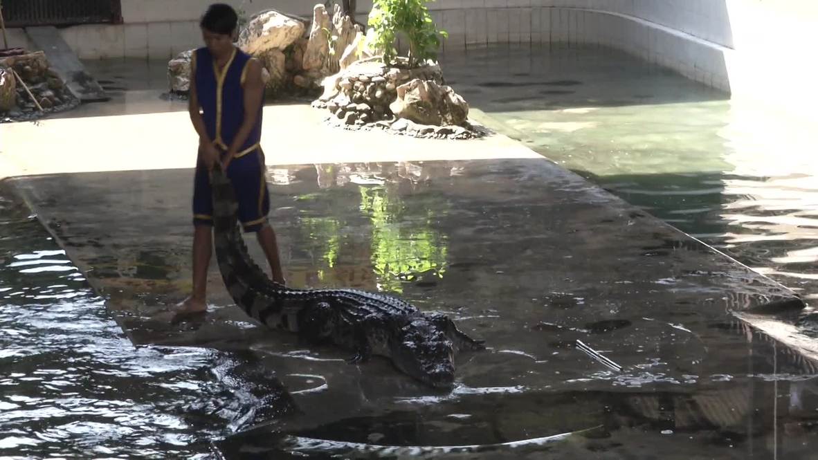 Thailand: Dare stick your hand or HEAD in a crocodile's mouth?