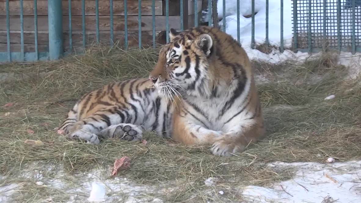 Russia: See zoo animals keep their cool in brutal Siberian winter