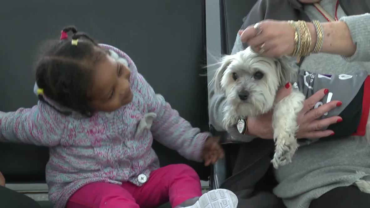 USA: Meet the cute pooch putting plane passengers at ease