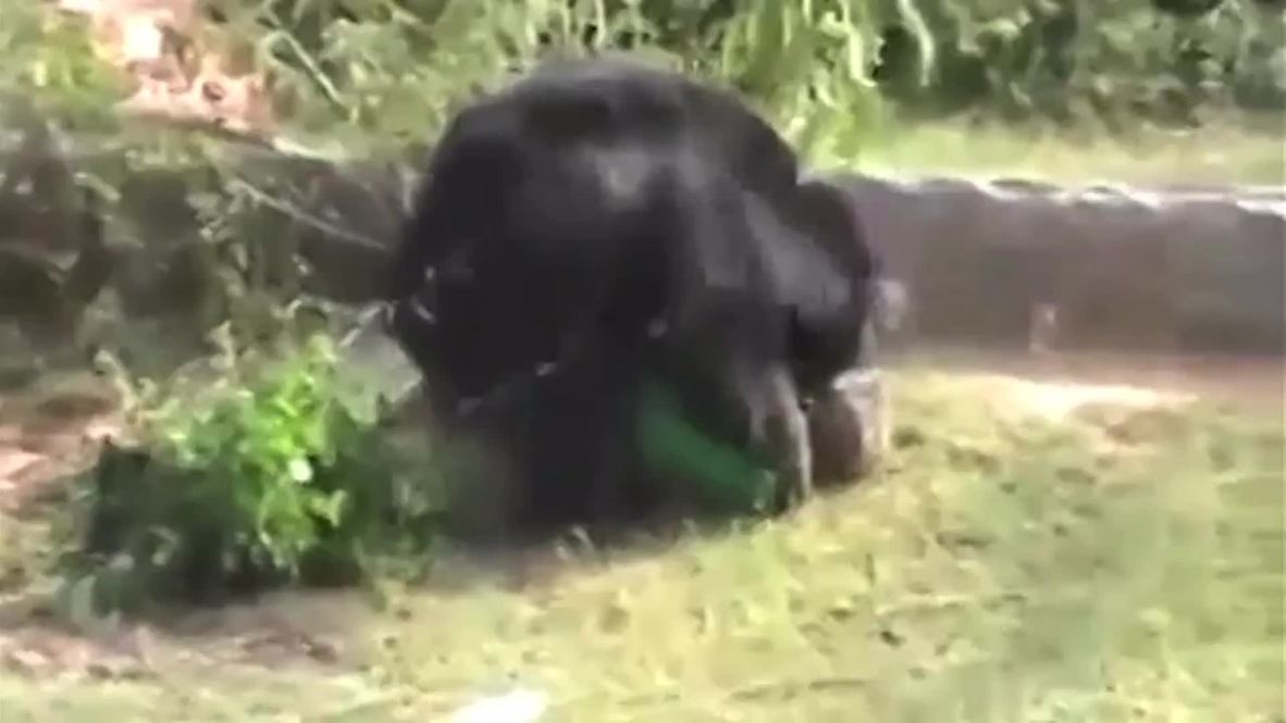India: Bear MAULS farmer to death *GRAPHIC*