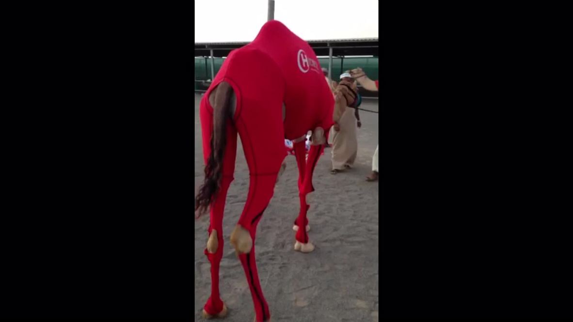 UAE: Ever seen a camel in a Lycra suit?