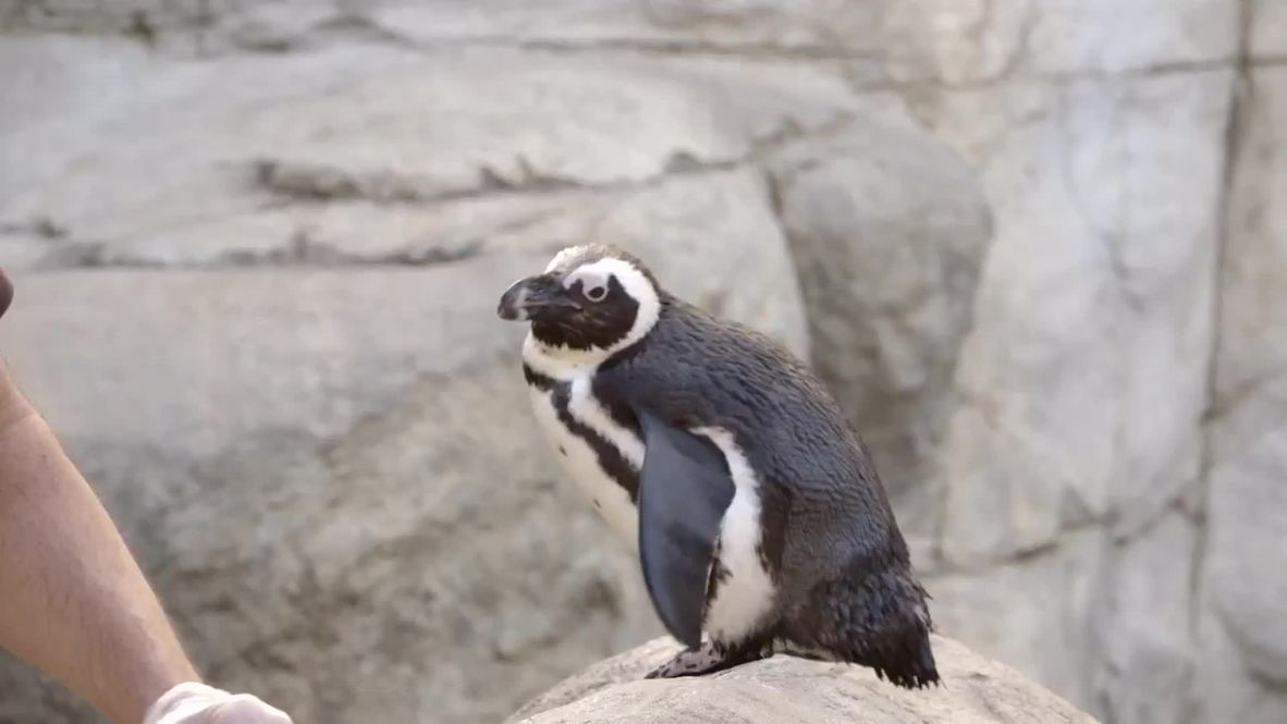 USA: See these adorable endangered penguins splashing around