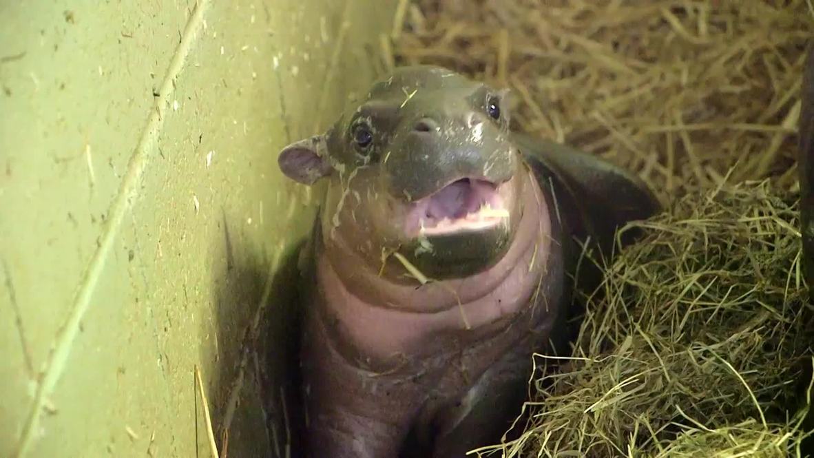 UK: Cancer battling hippo gives birth to ADORABLE rare calf