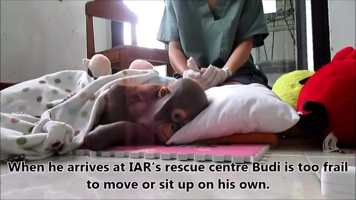 Indonesia: UK vets SAVE this baby orangutan from the brink of death