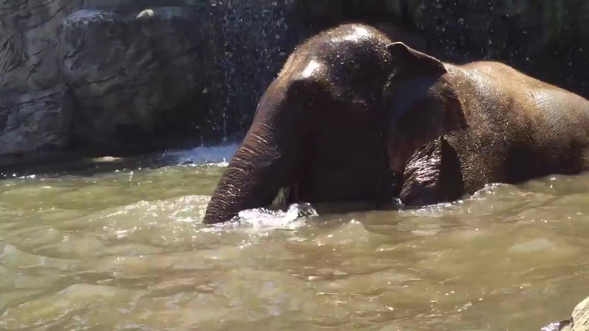 Australia: Hot and bothered? Join this elephant pool party in Sydney