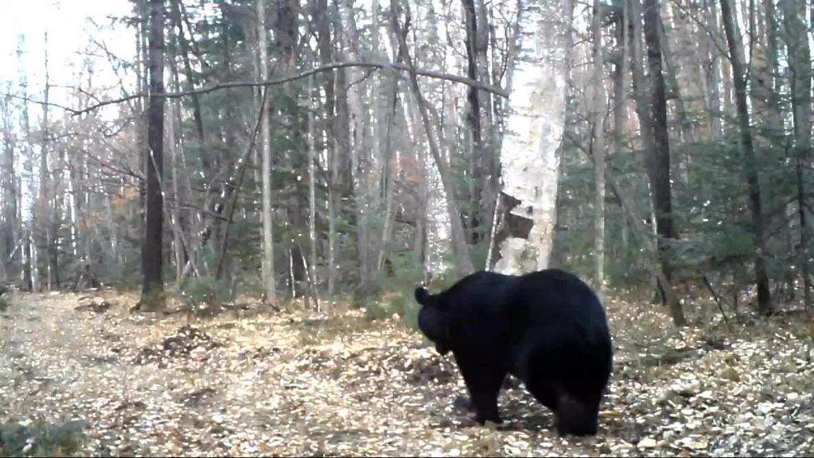 Russia: See this black bear 'DANCE' in Vladivostok forest