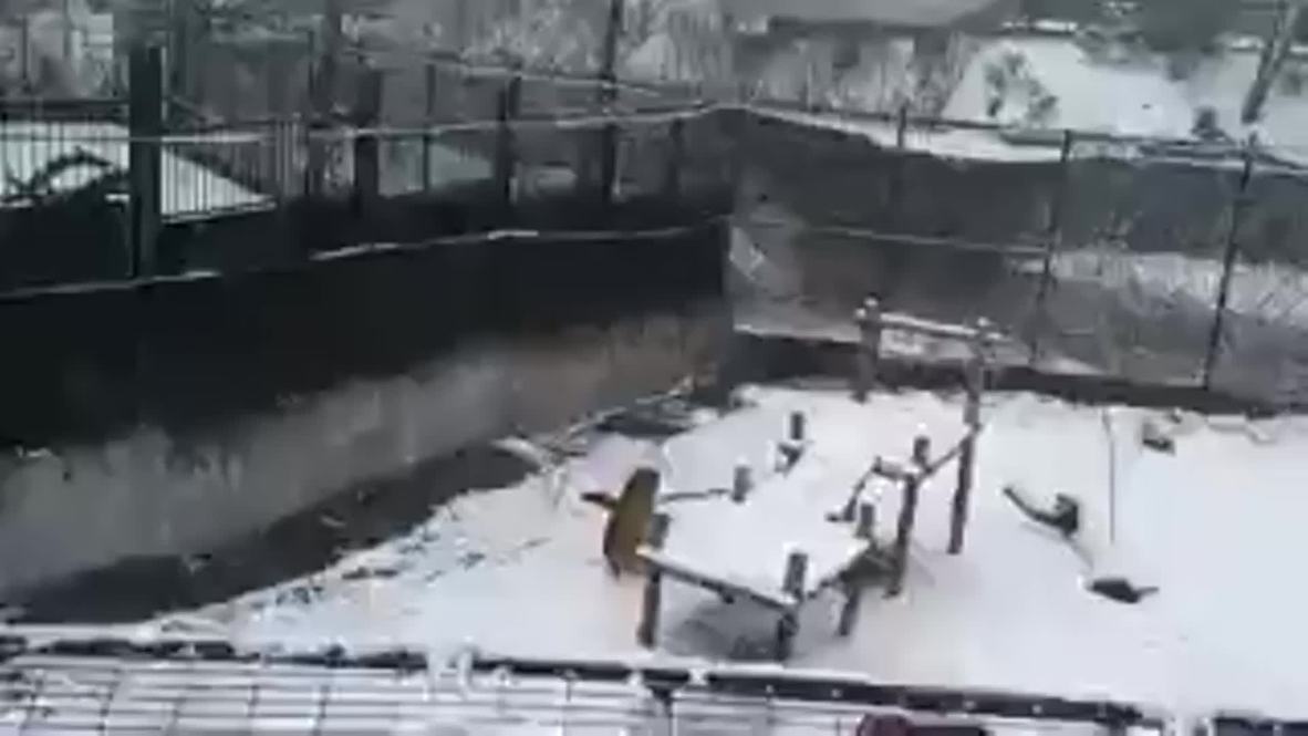 Russia: This TIGER makes and plays with a GIANT SNOWBALLS