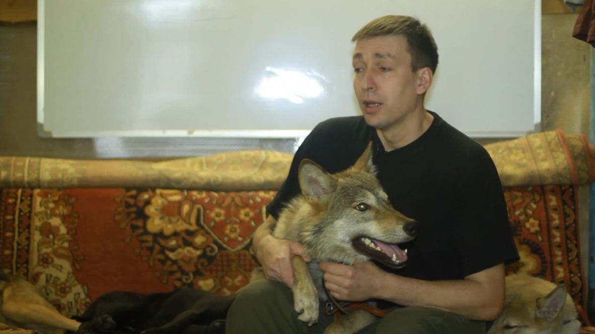 Russia: Meet Hanti the domesticated WOLF